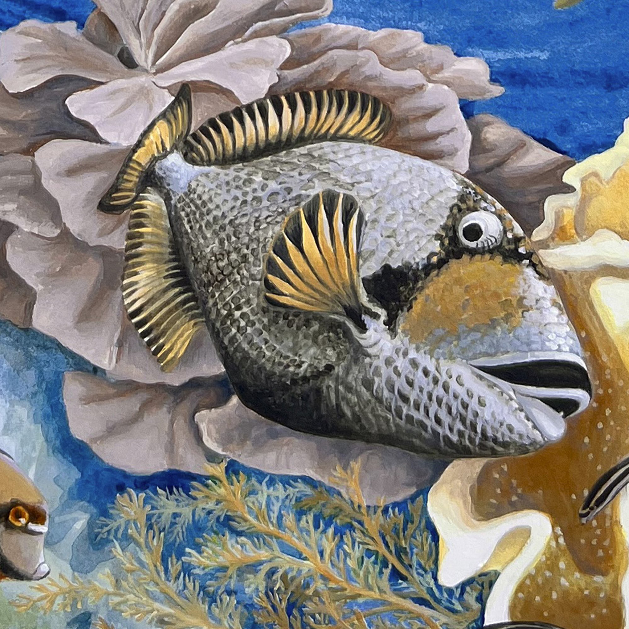 Komodo Manta detail triggerfish.jpg