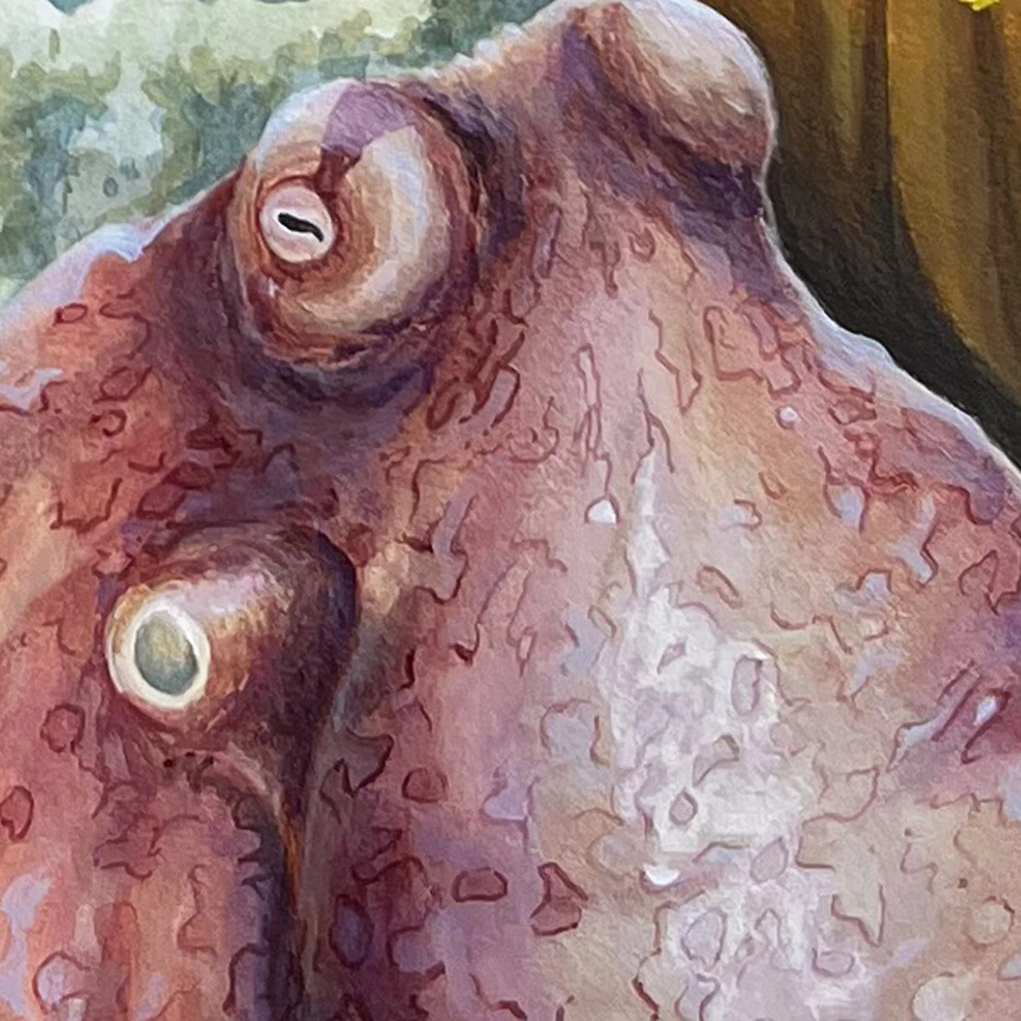 Komodo Octopus - detail octopus head.jpg