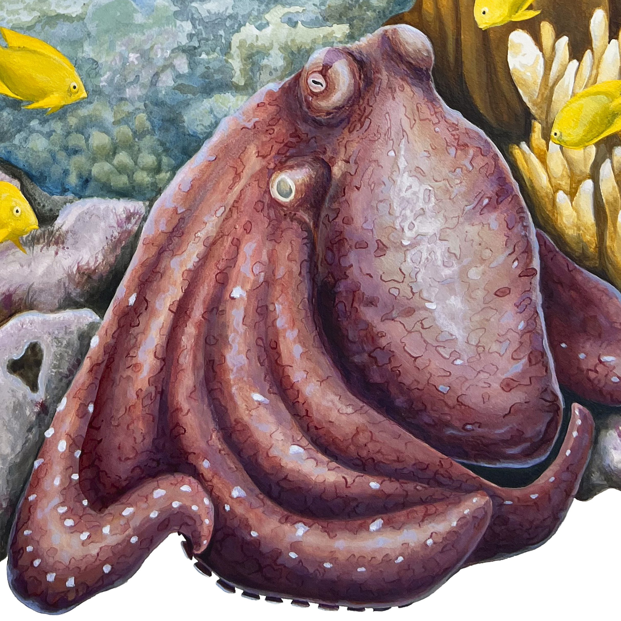 Komodo Octopus - detail octopus.jpg