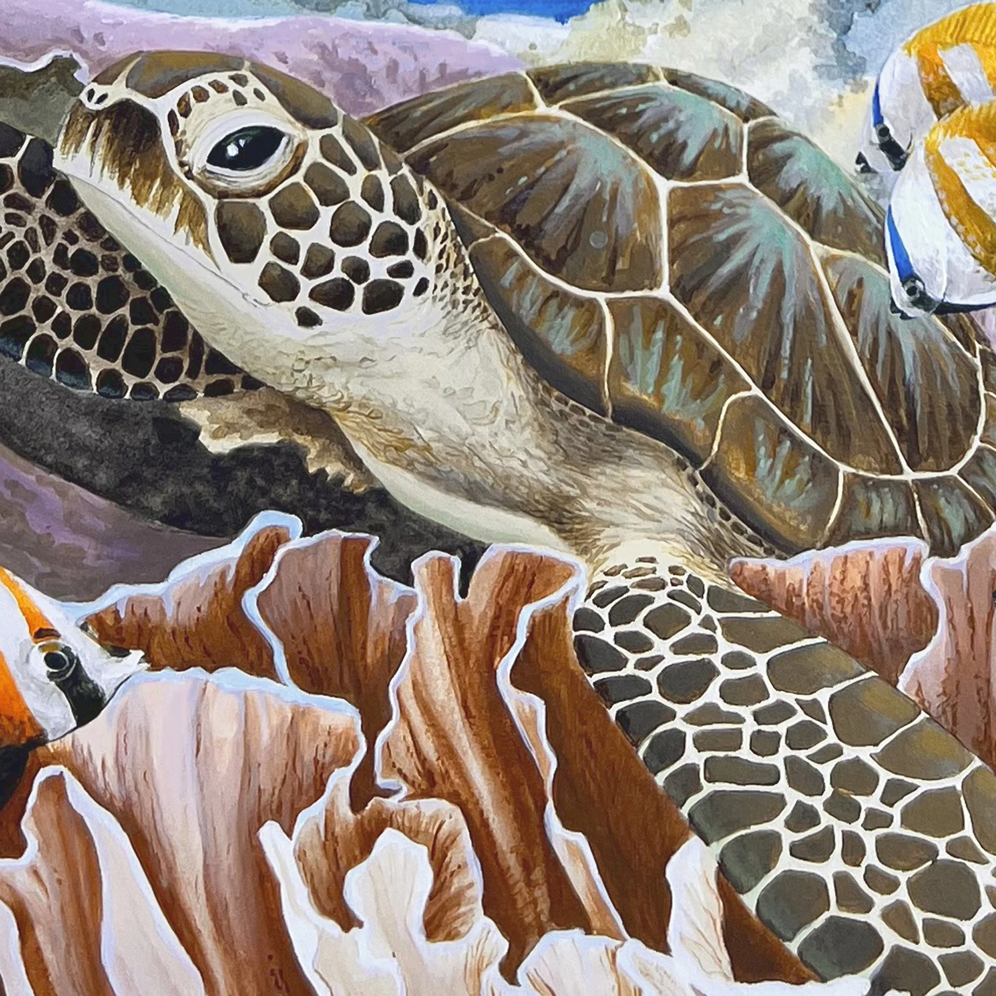 Komodo Turtle - detail turtle.jpg