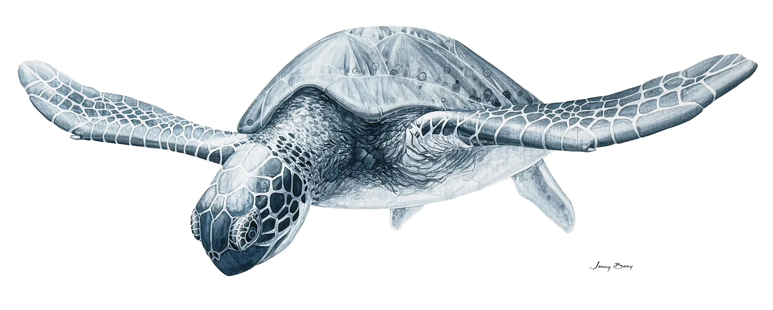 Turtle Oceanic smallest.jpg