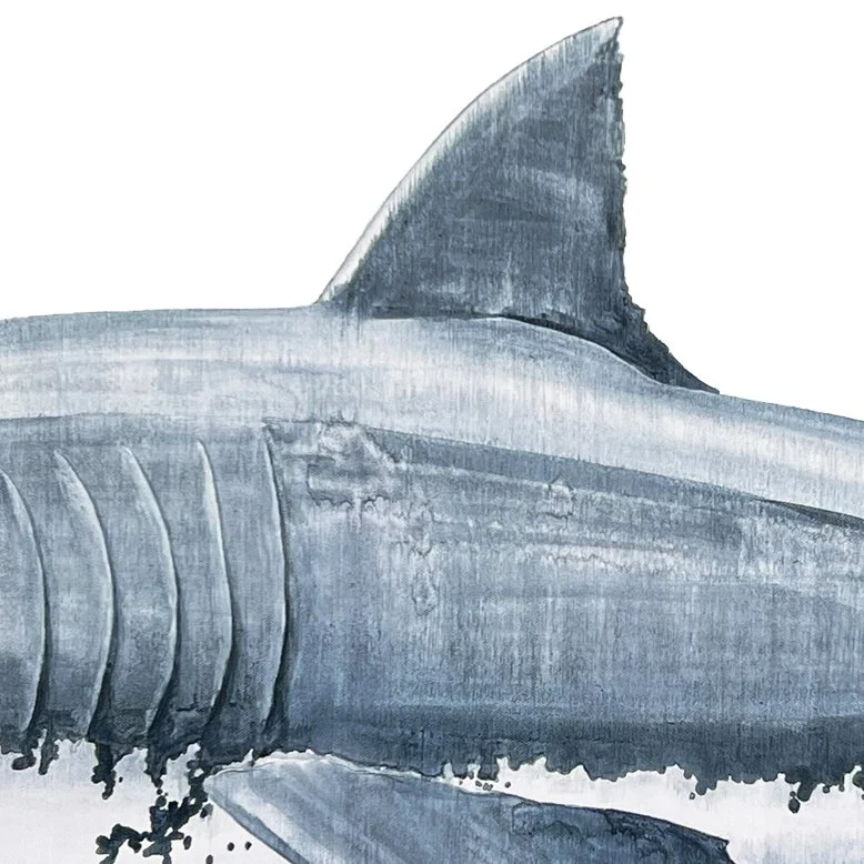 Great White Shark Dorsal Fin Detail.jpg