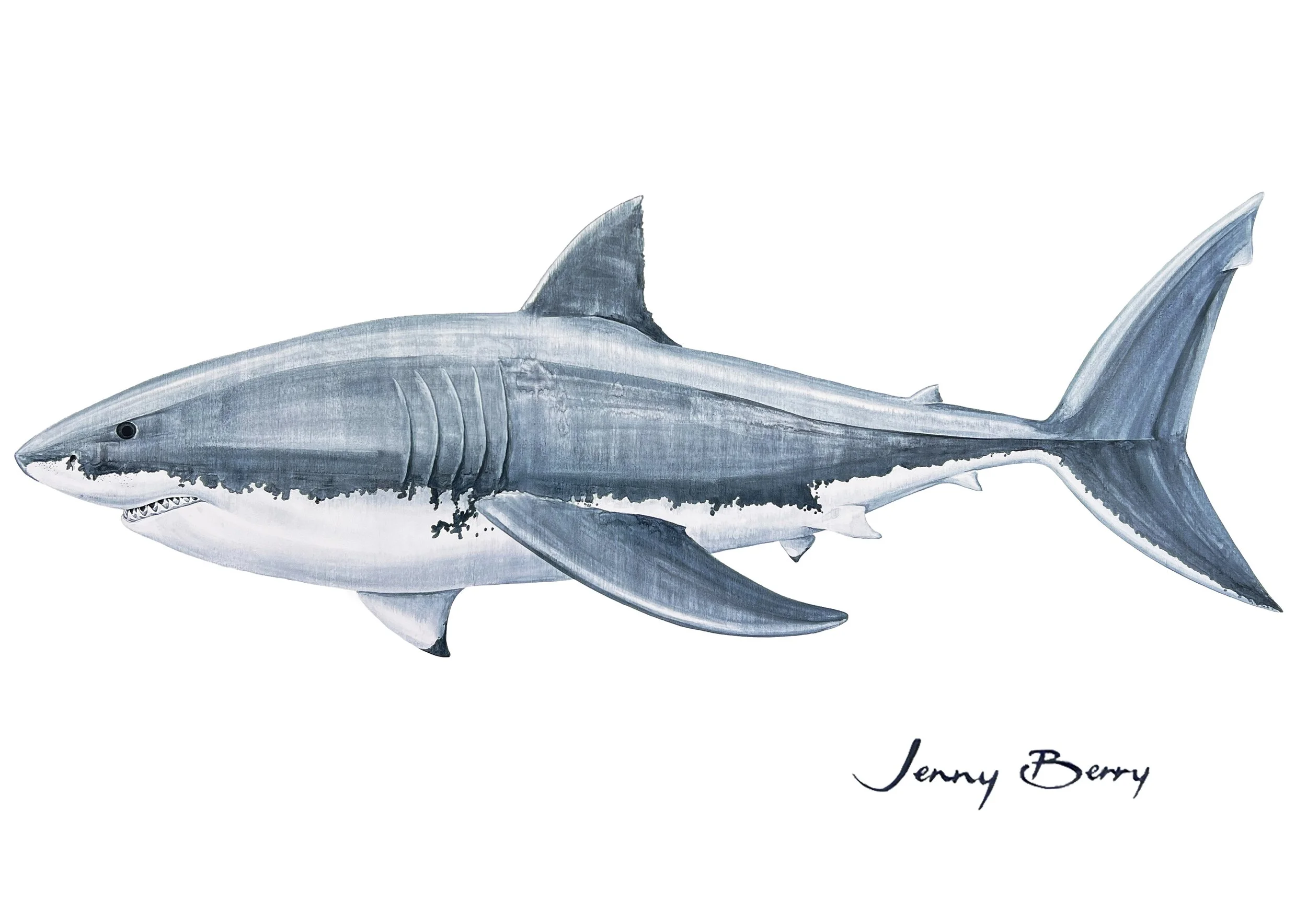 Great White Shark A4 print.jpg