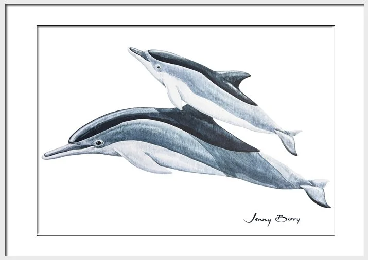 Ocean Spinner Dolphins White frame.jpg