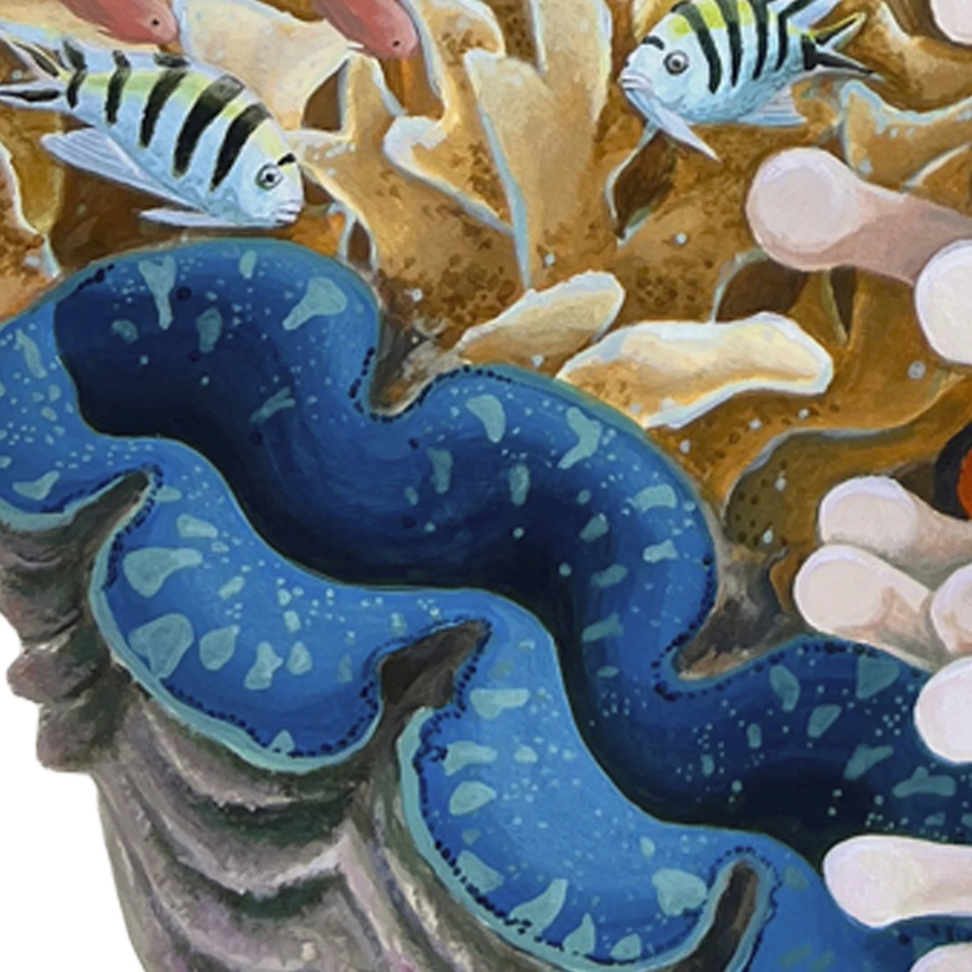 Komodo Clownfish - detail clam.jpg