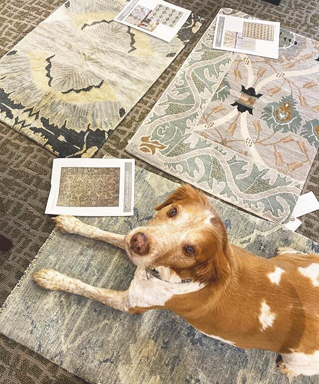 Searching for a fresh new look...decisions, decisions 🐶💭 We love when the pups want to help ❣️
.
#Rugs #Carpet #AreaRug #InteriorDesign #DesignersOfInstagram #DogsOfInstagram #PuppyLove #Flooring #LoveYourFloors #GorgeousSpaces #FreshDecor #New #De