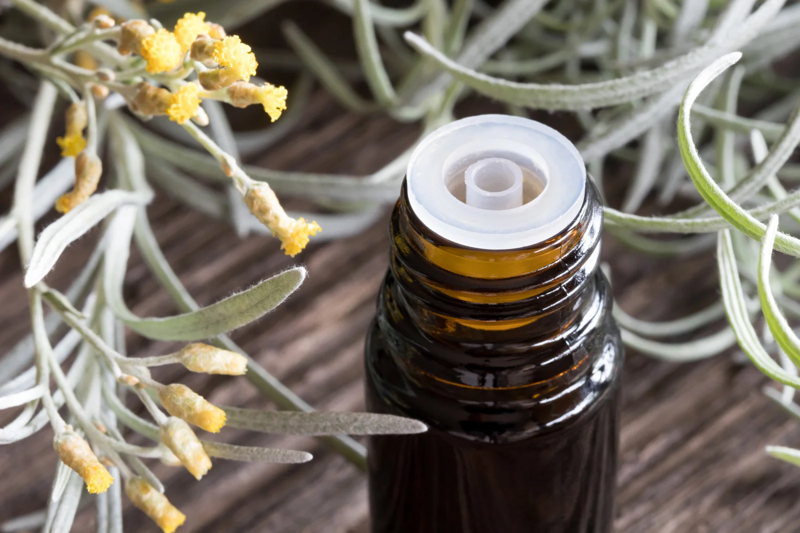 helichrysum.jpg