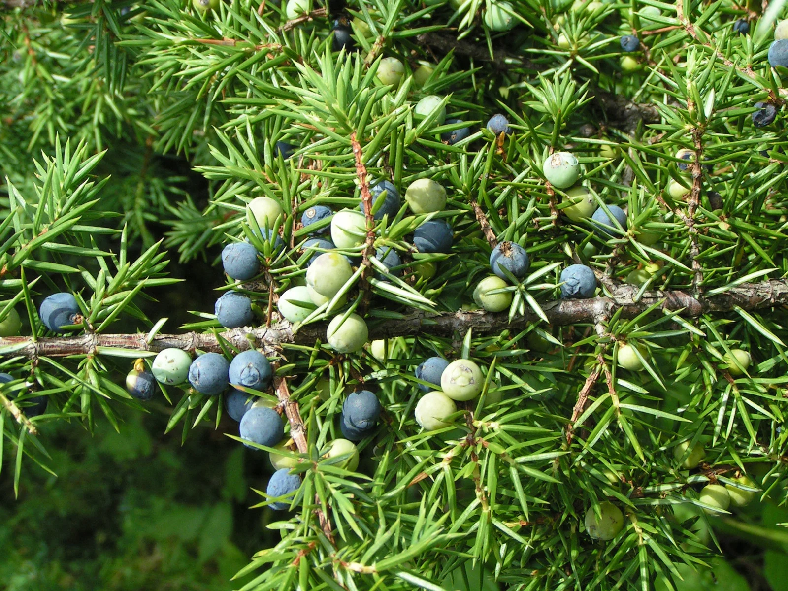 Juniper Berry