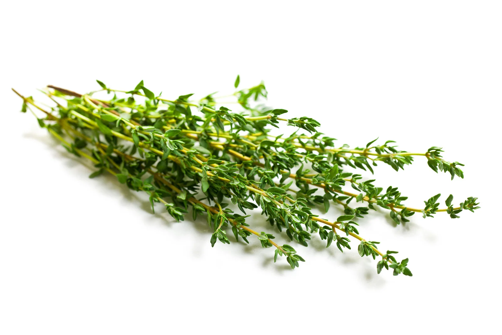 Thyme