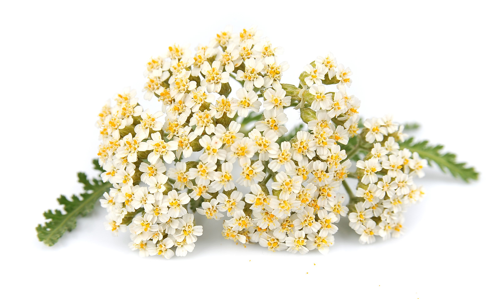 Yarrow