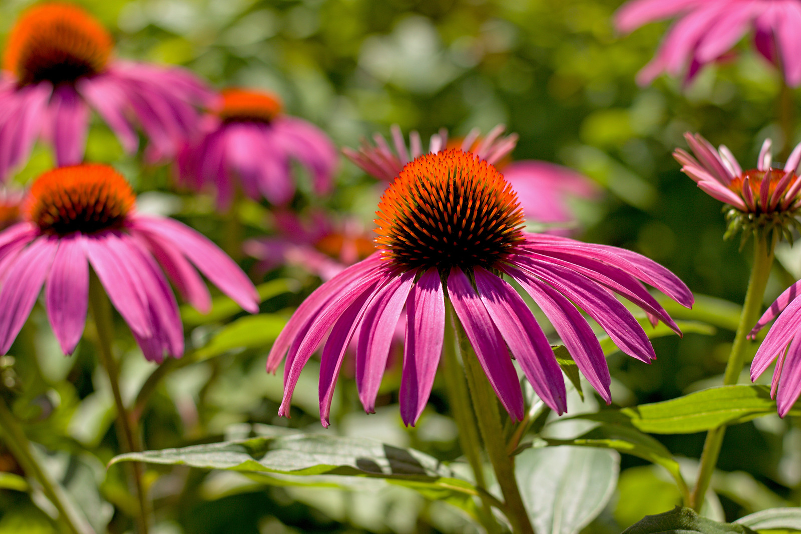 Echinacea