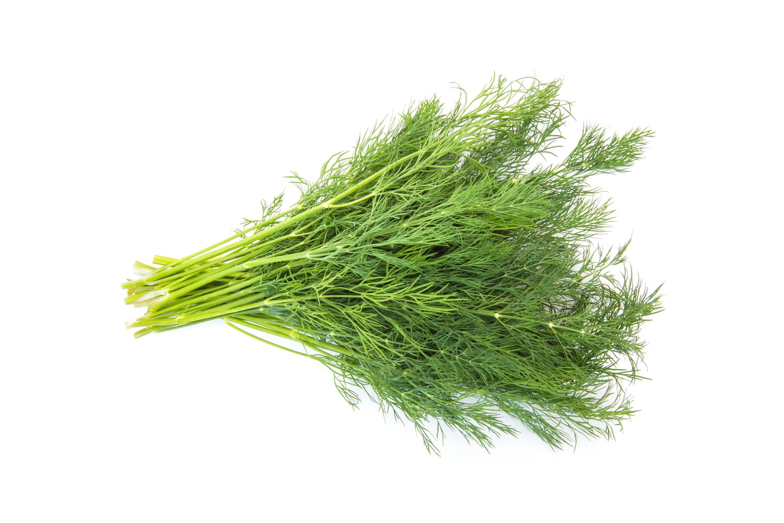 Fennel.jpg