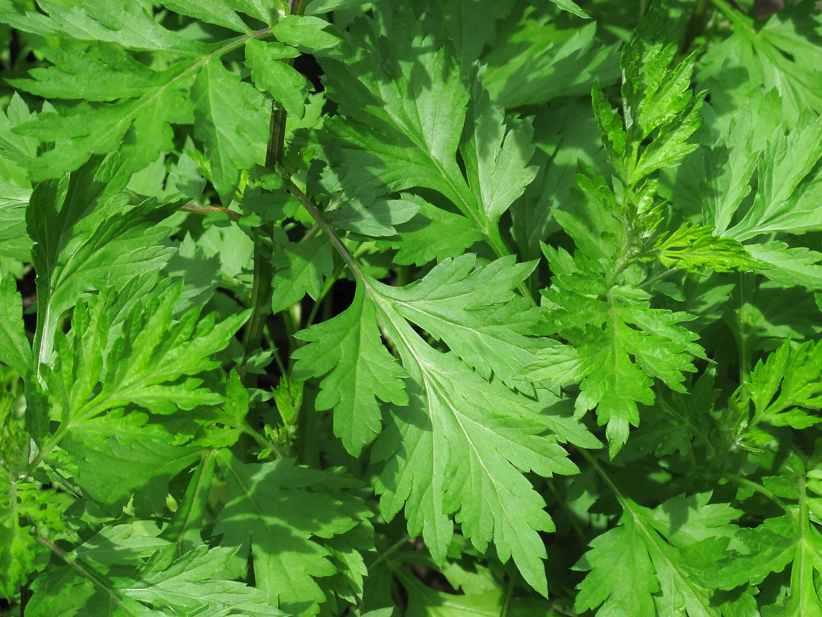 Mugwort