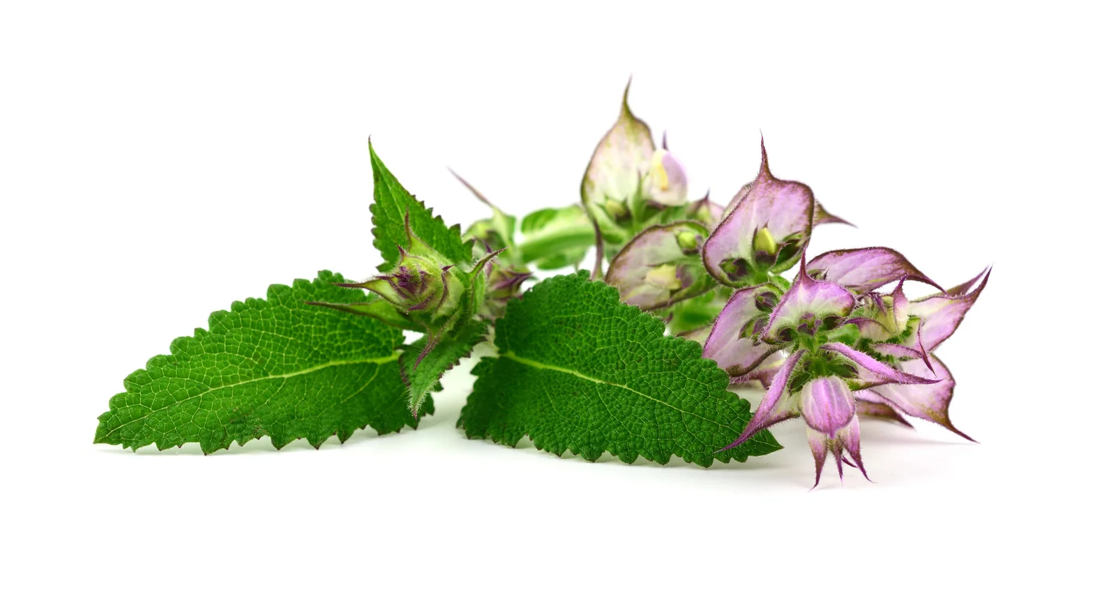 Clary Sage