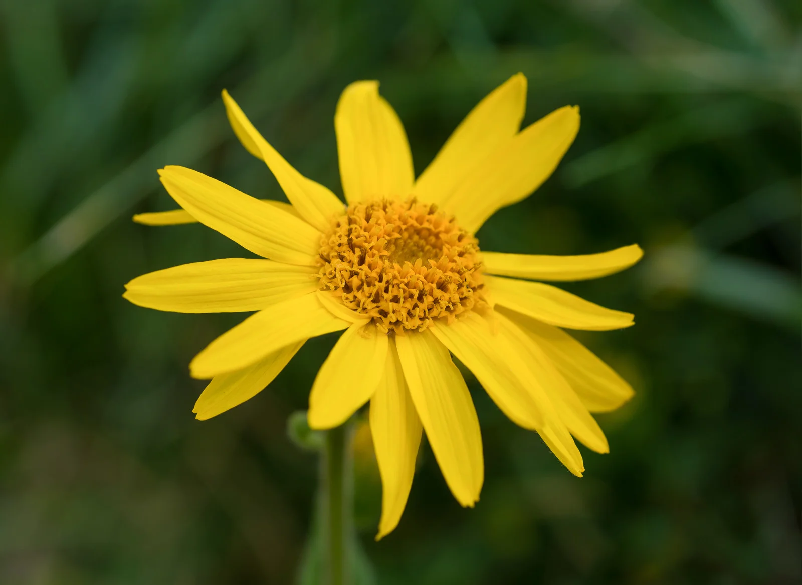 Arnica