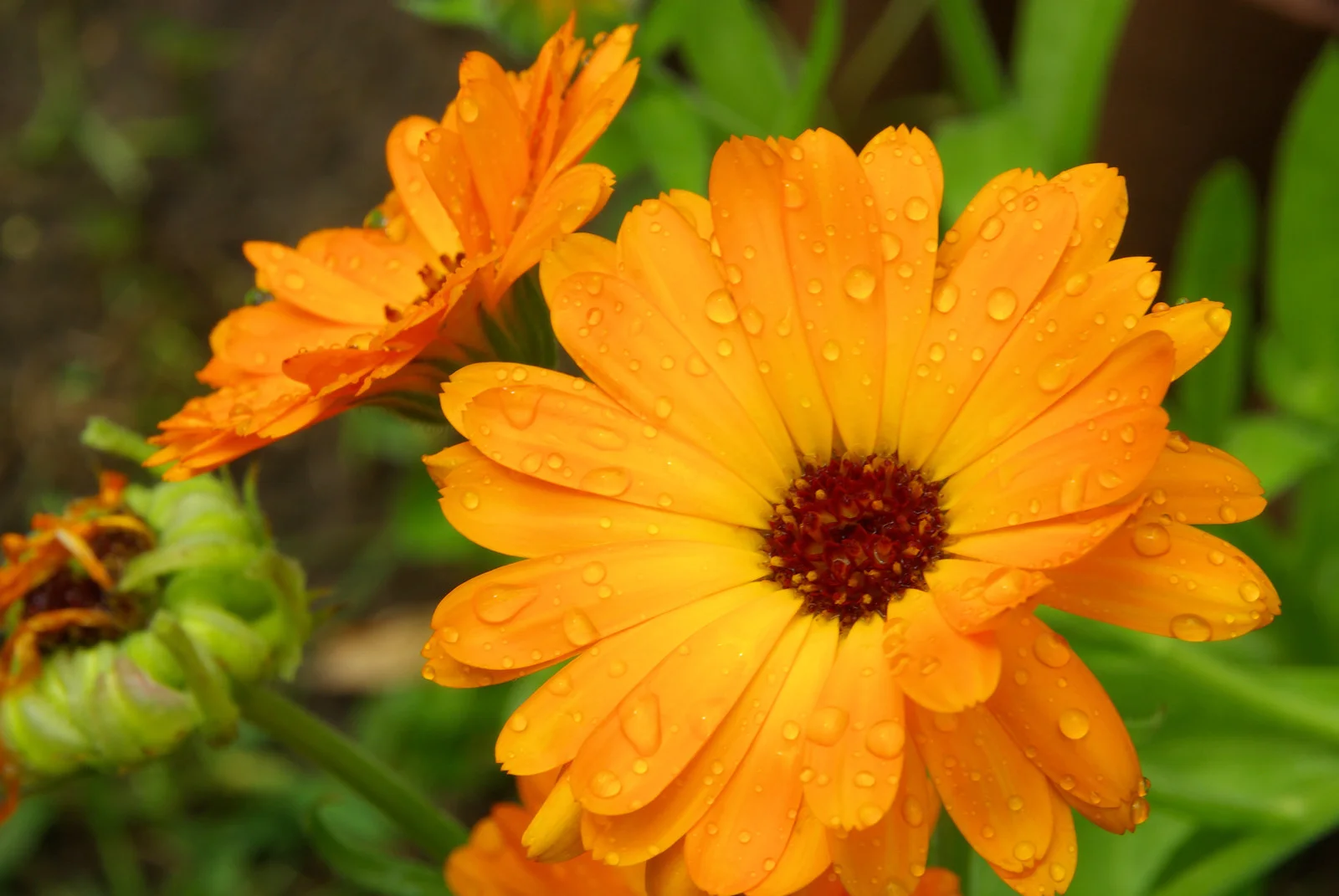 Calendula 