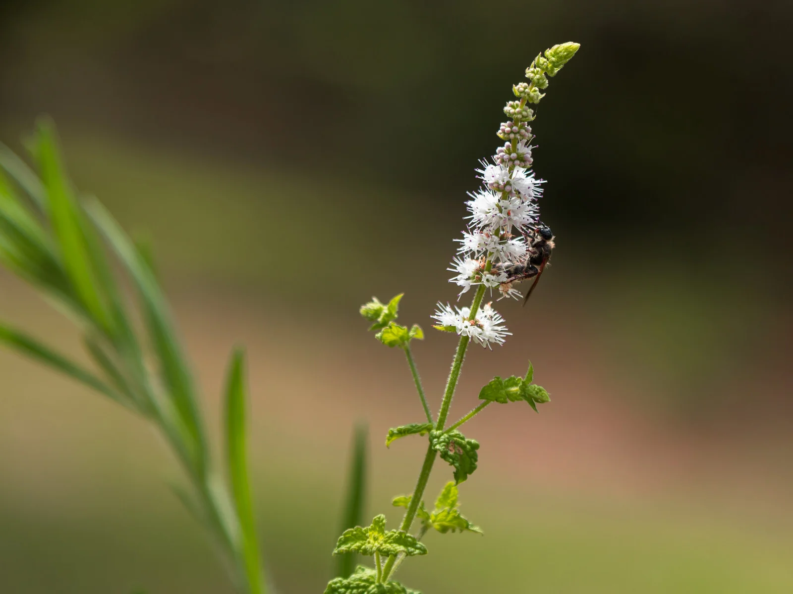 Black Cohosh