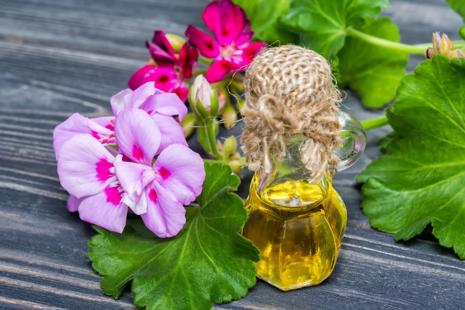 Geranium.jpg
