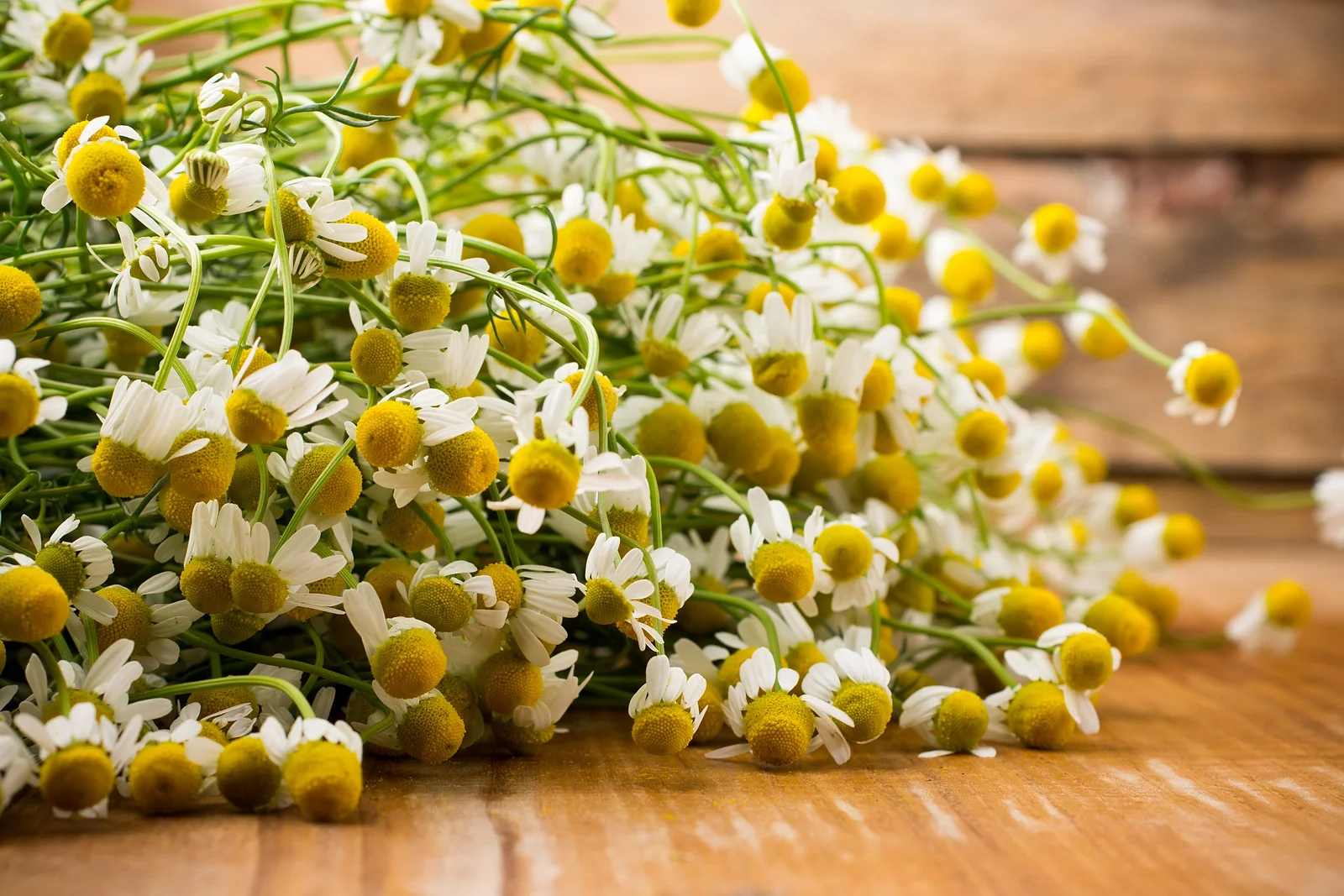 Chamomile
