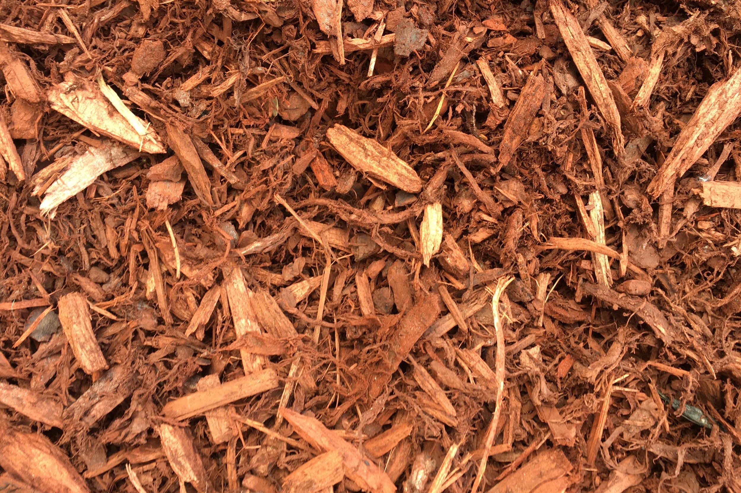 Red+Bark.jpg