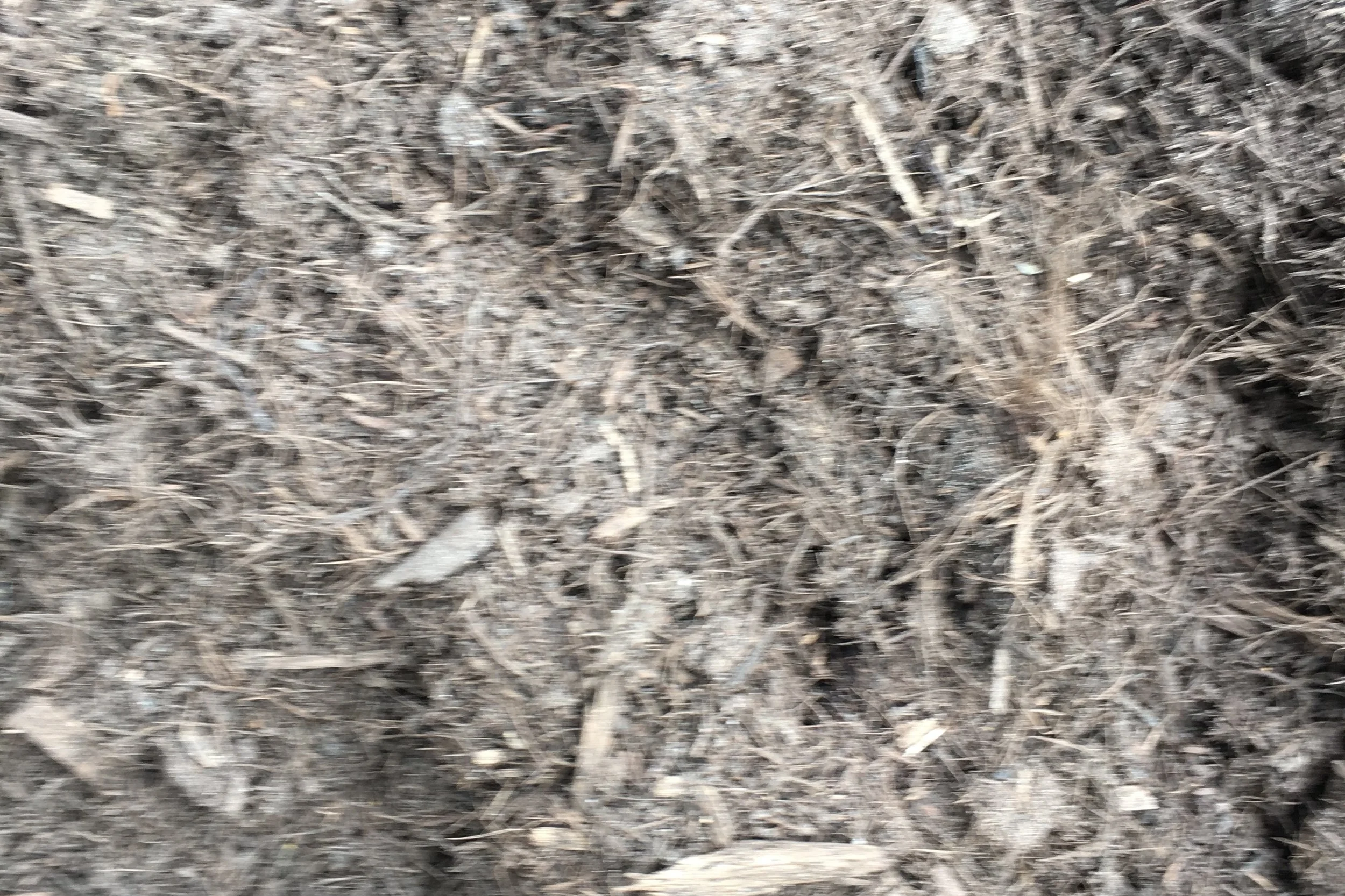 Eucy+Mulch.jpg