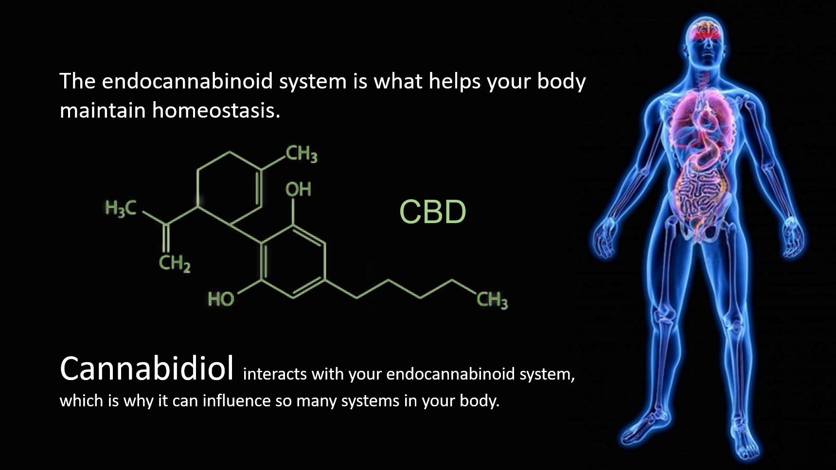 Endocannabinoid System and CBD.png