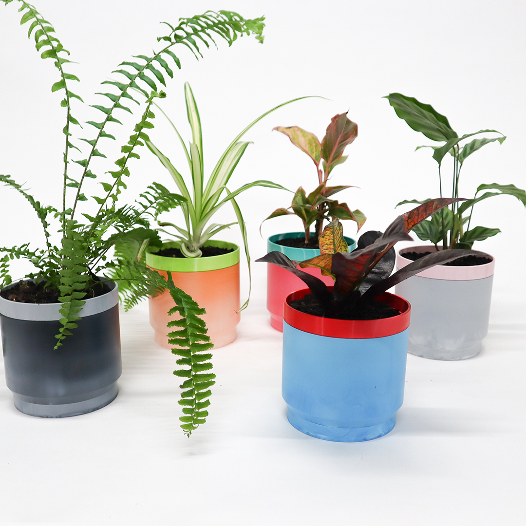 Pot plant plants-10.png