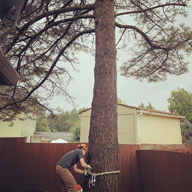 Taking down a half dead pine affected by beetle...again #betterclimbit