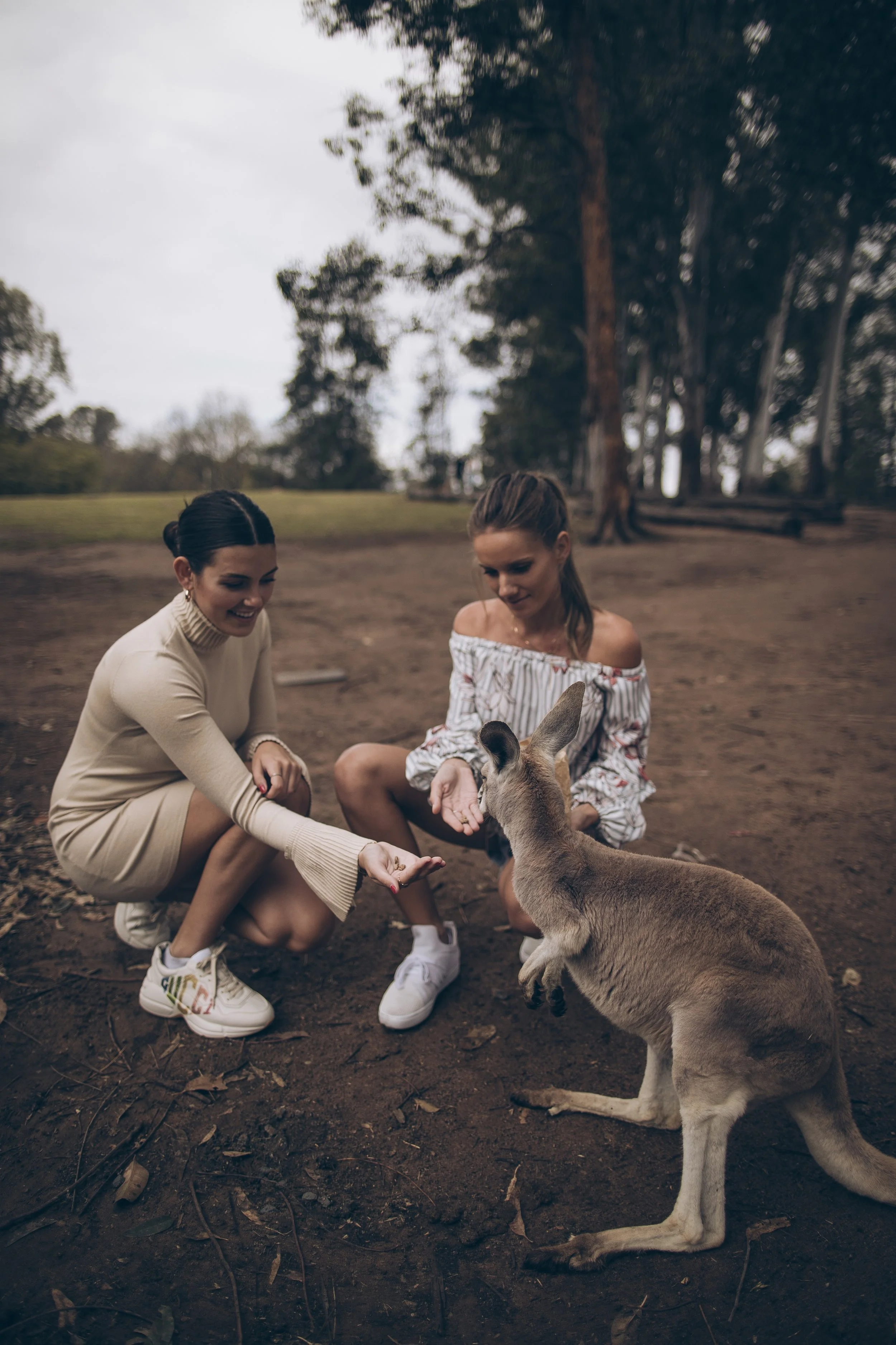 Lone Pine koala sanctuary September down under Brisbane Australia