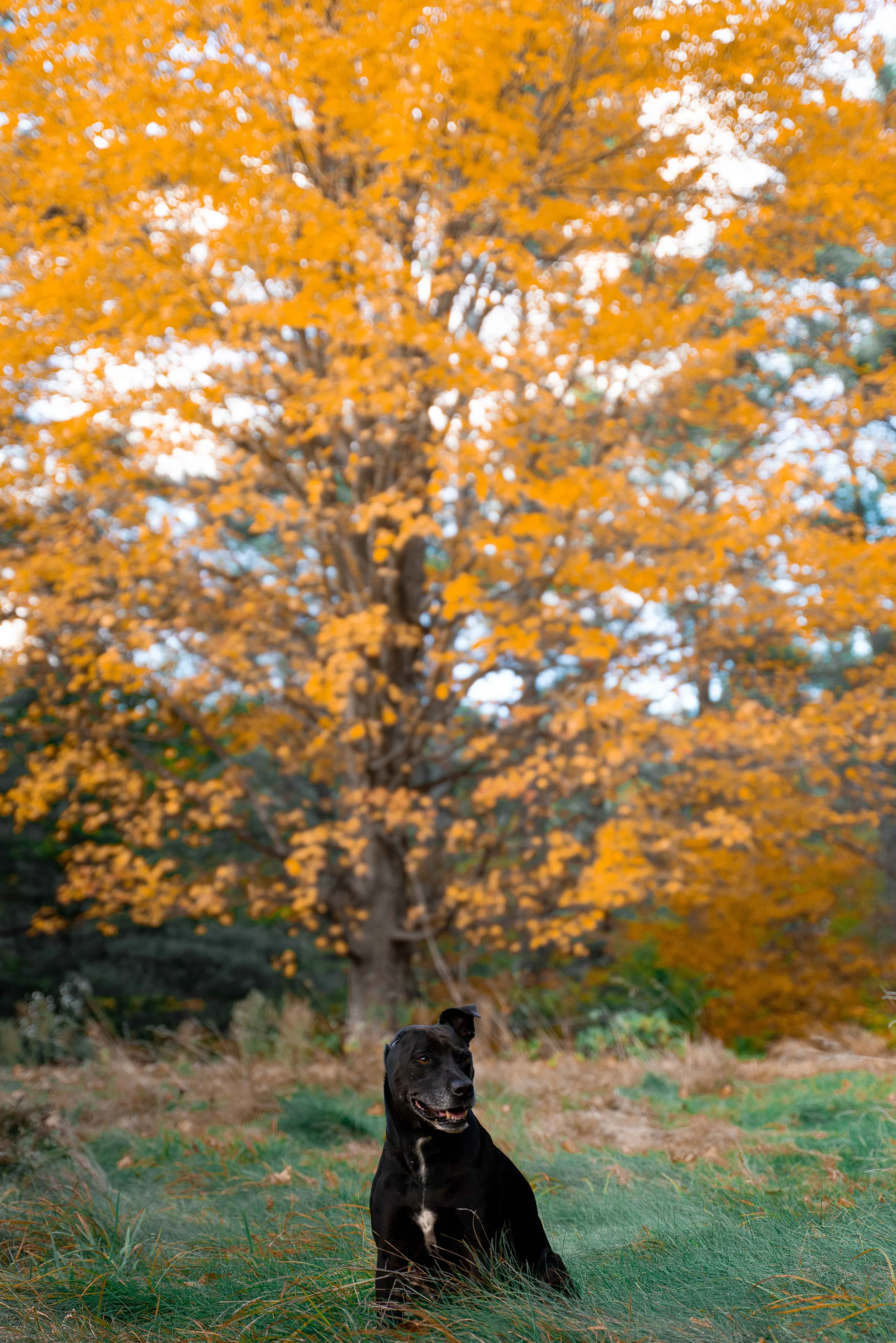 Fall Photos