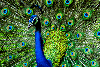 PEACOCK330X220.png