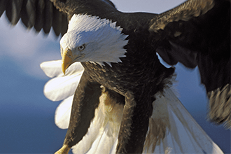 EAGLE330X220.png