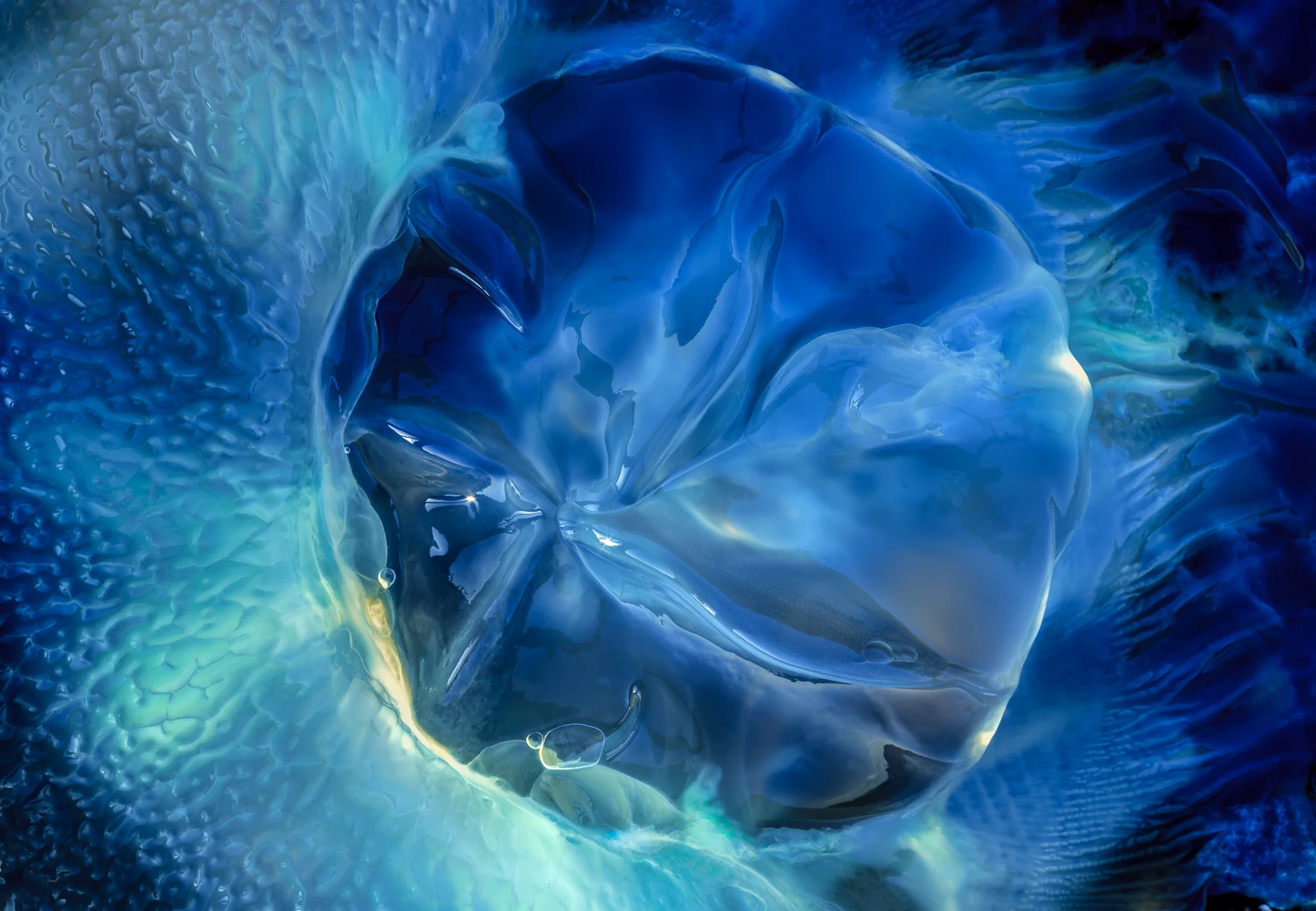 Jelly Fish