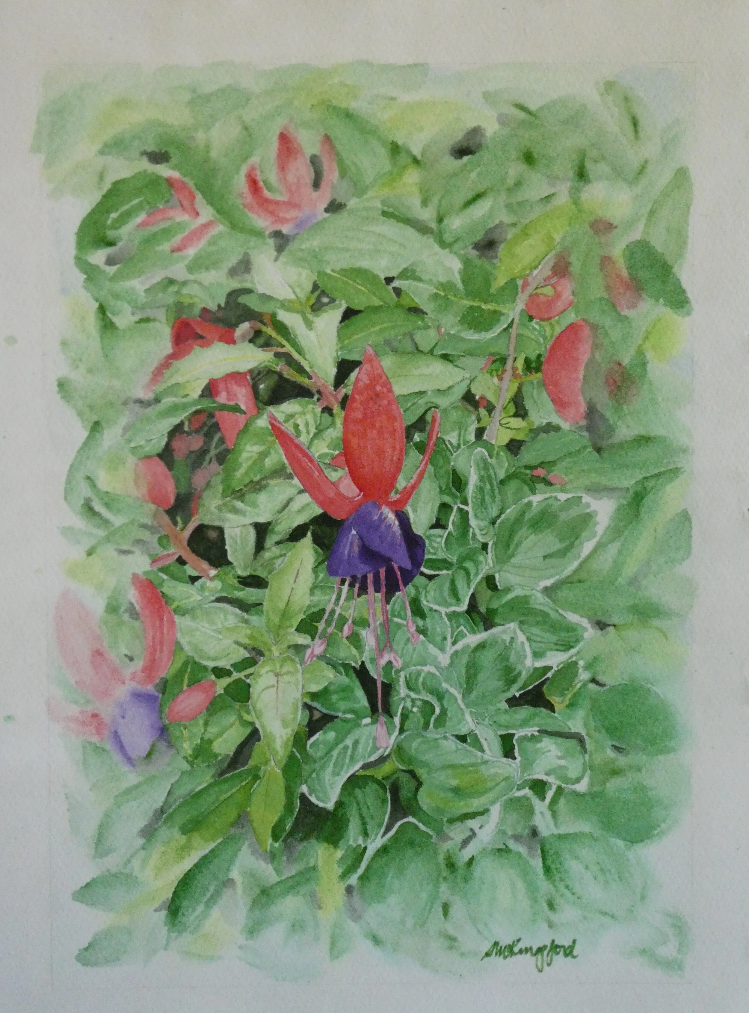 Fuchsia and Friends