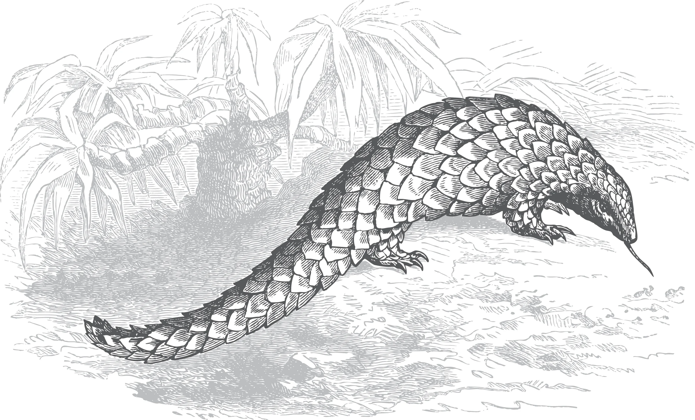 pangolinfinal.jpg