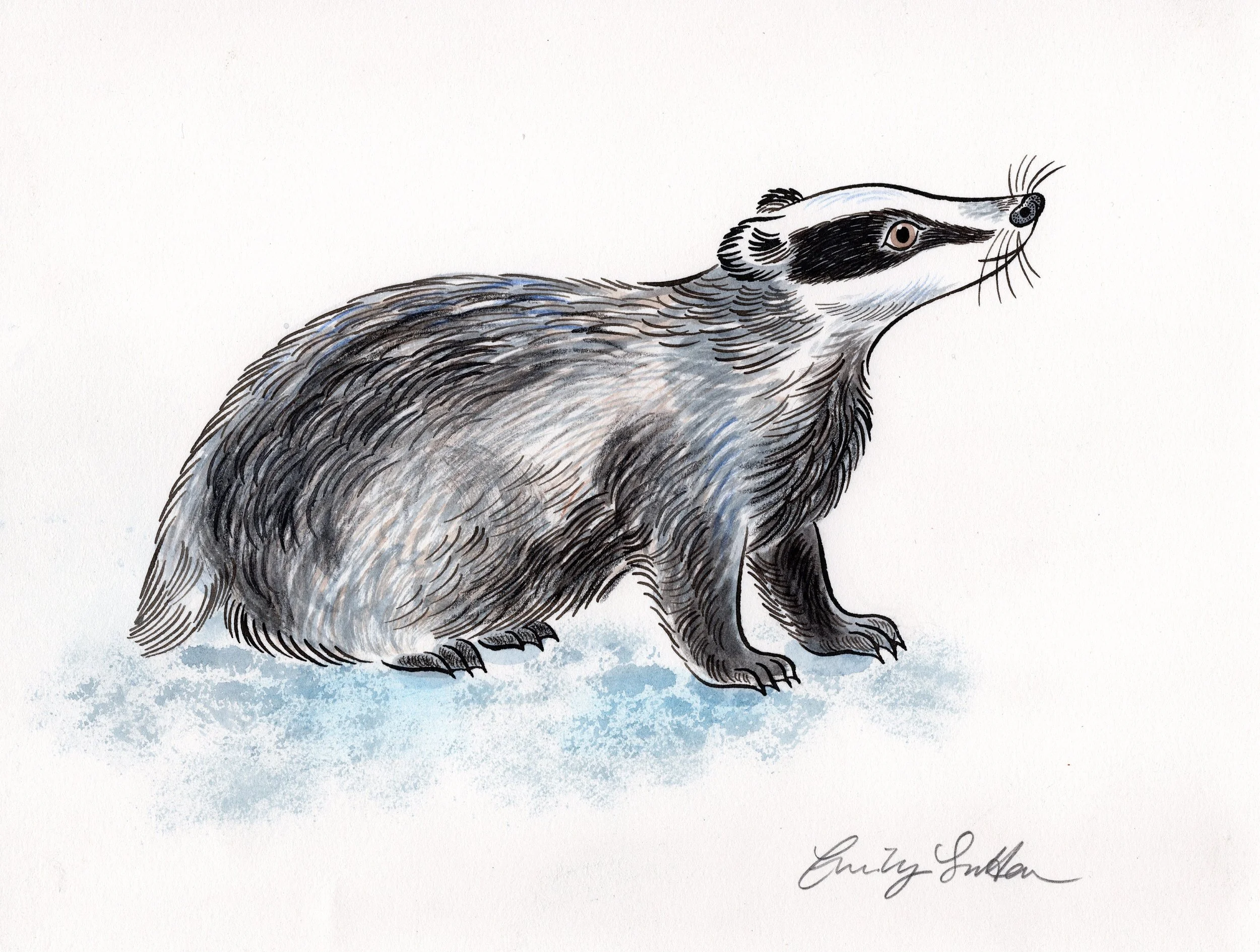 Badger 1