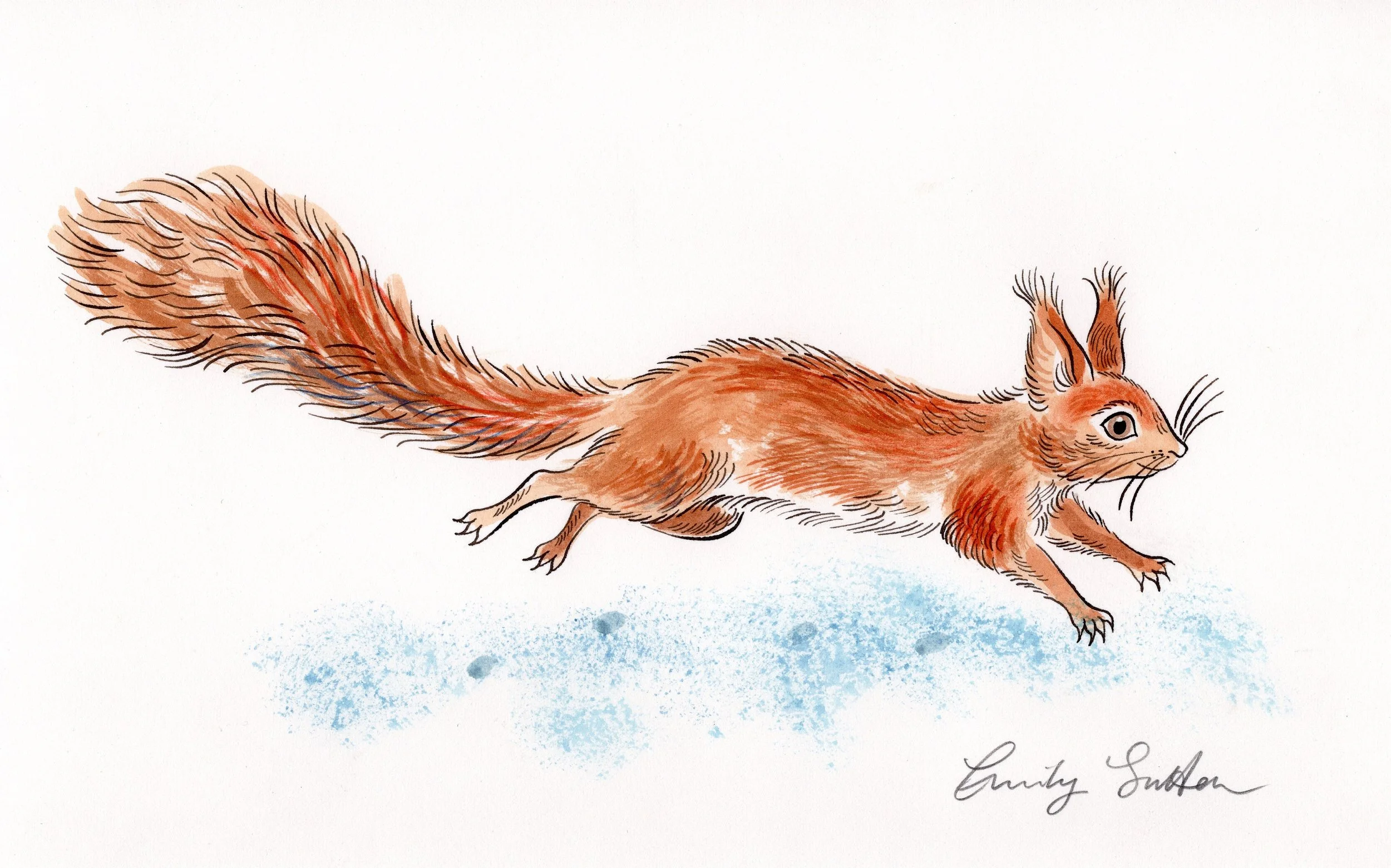 Running red squirrel
