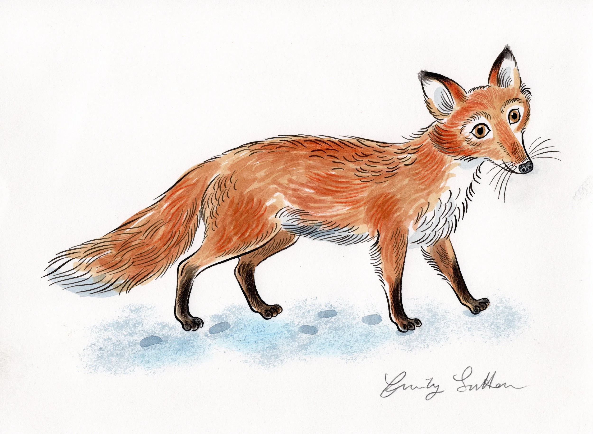 Lone Fox