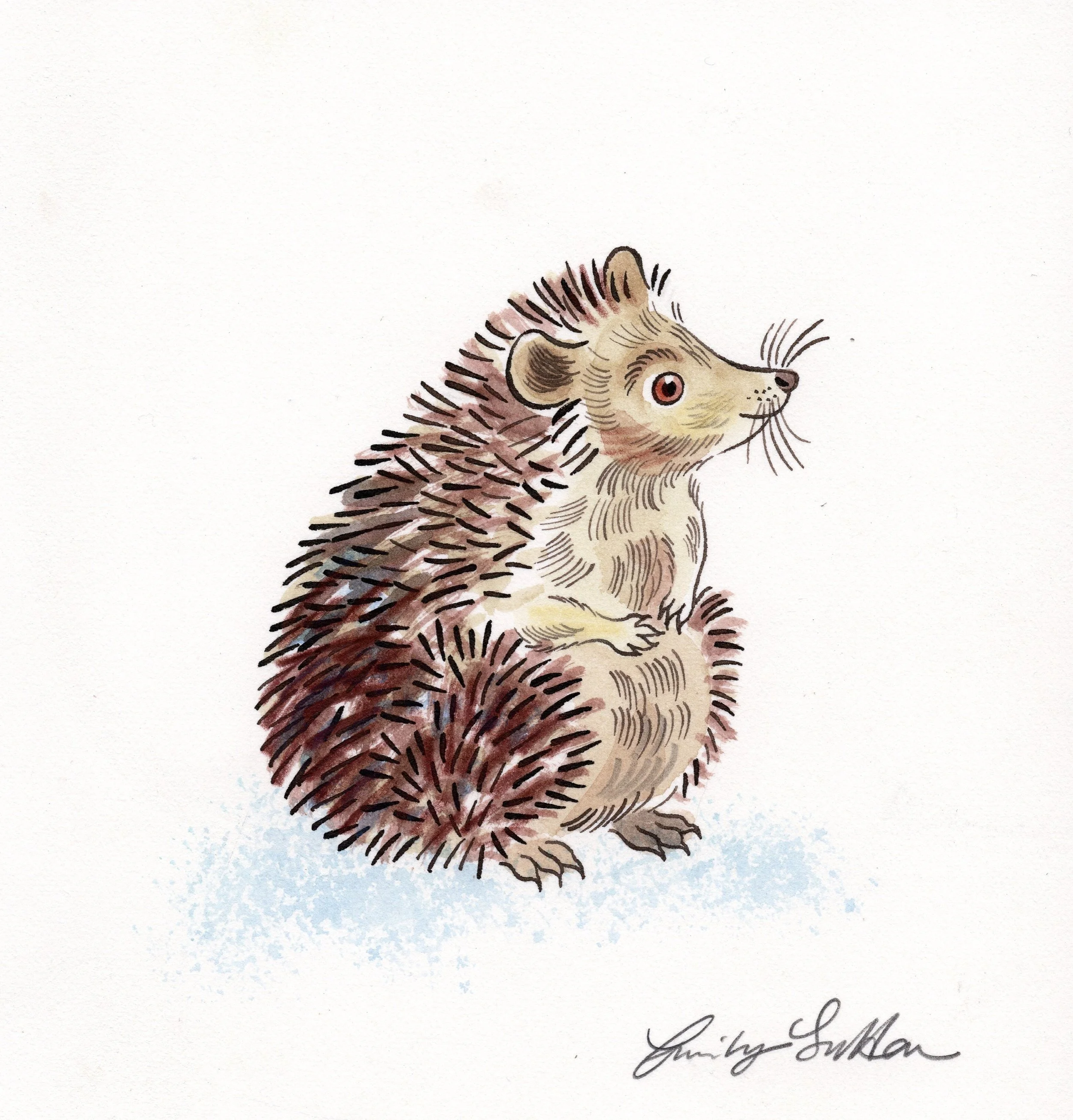 Hedgehog 1
