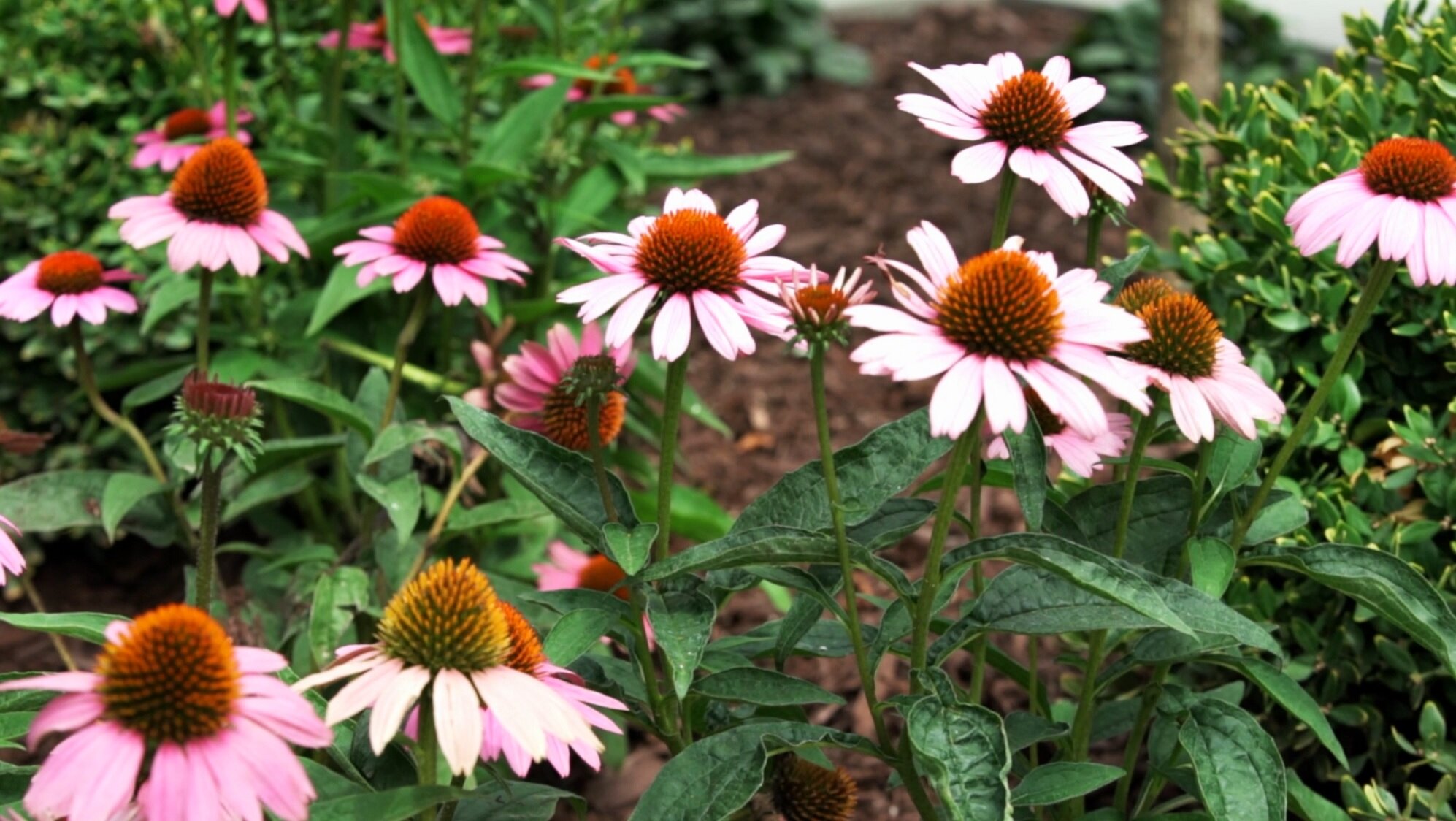 Beautiful flowers in Saddle River, NJ