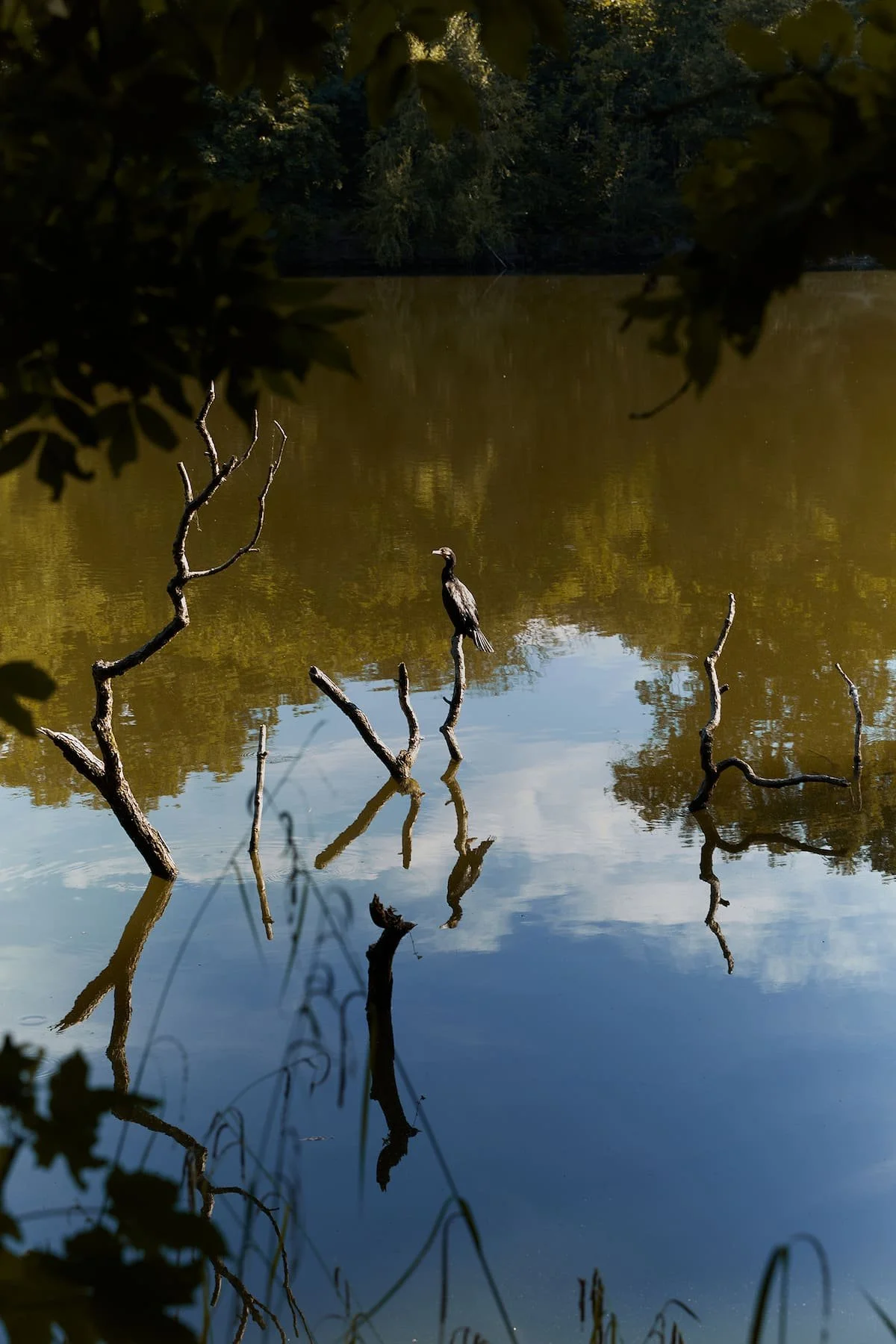 Atmospheric landscape image with lake reflection, branches and cinematic editorial mood.