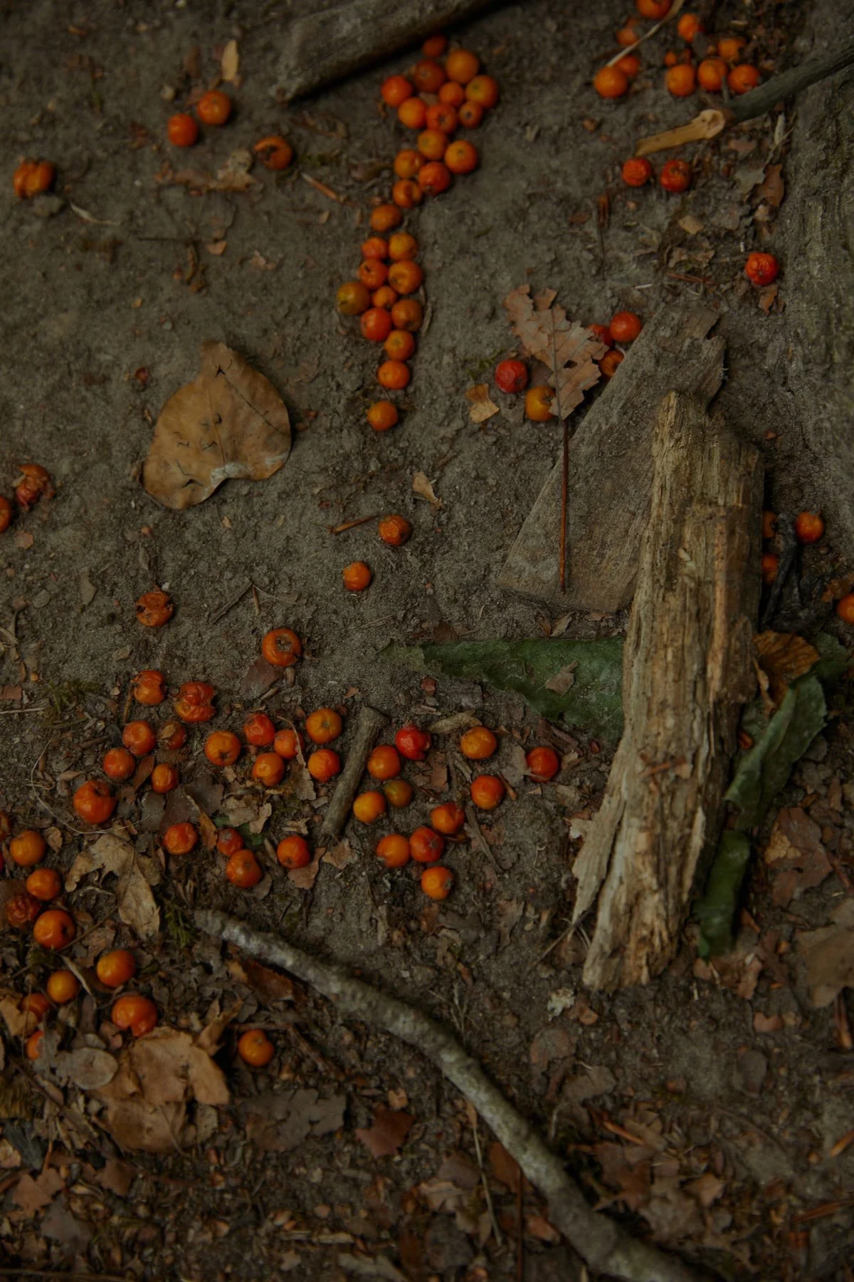 Nature detail for fashion editorial moodboard with berries, earth tones and organic texture.