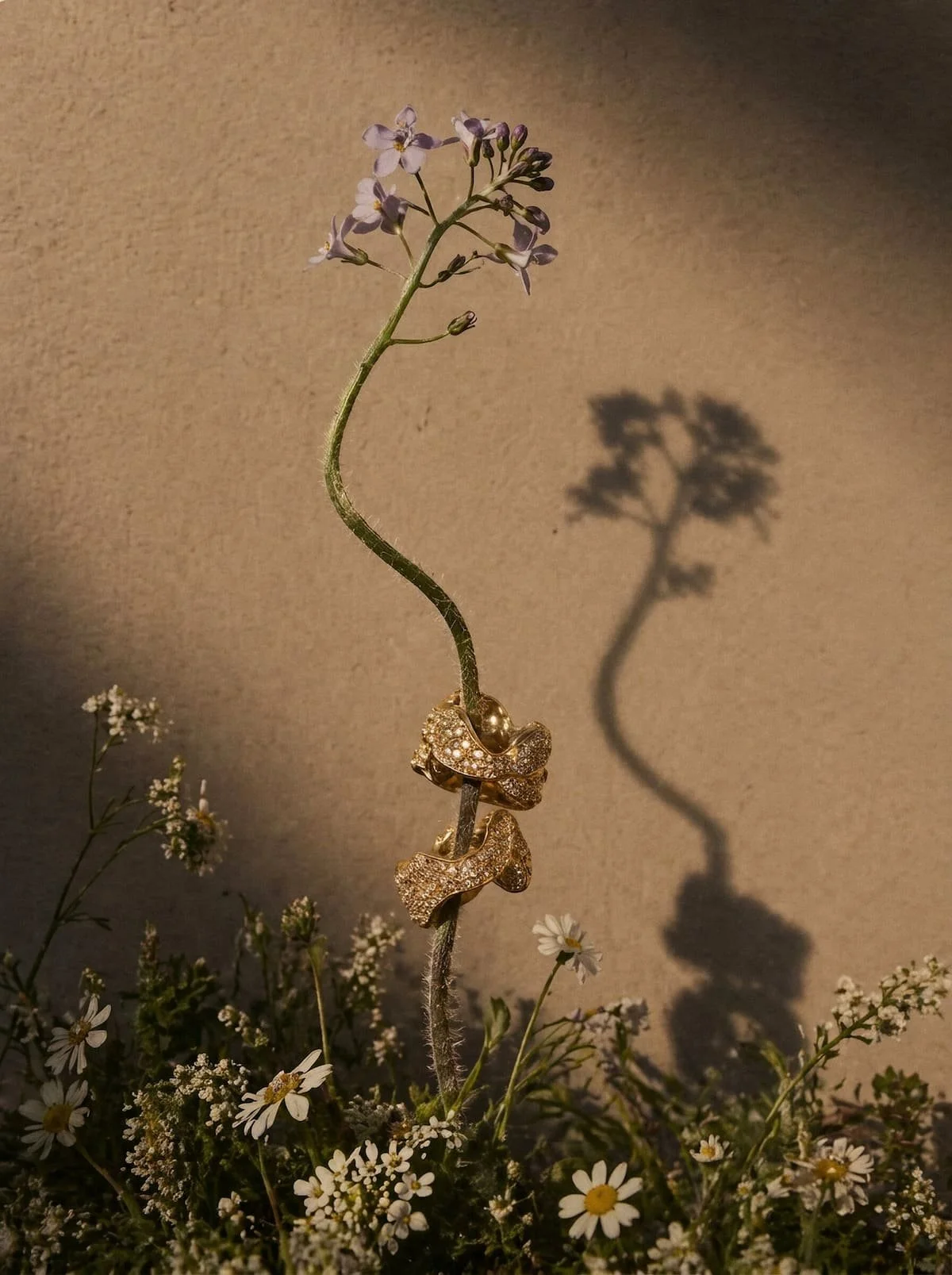 Fine art botanical photography, desert flower still life, Chi-Young Bang Studio
