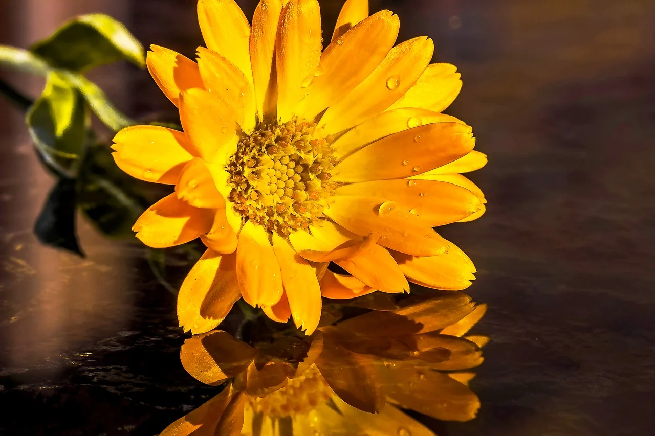 marigold-1731190_1280.jpg