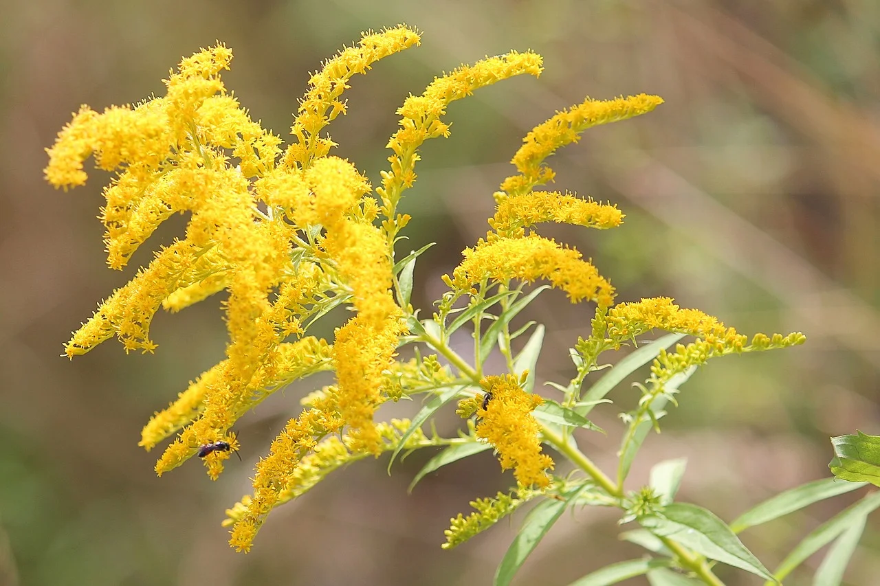 Goldenrod Respiratory Blend