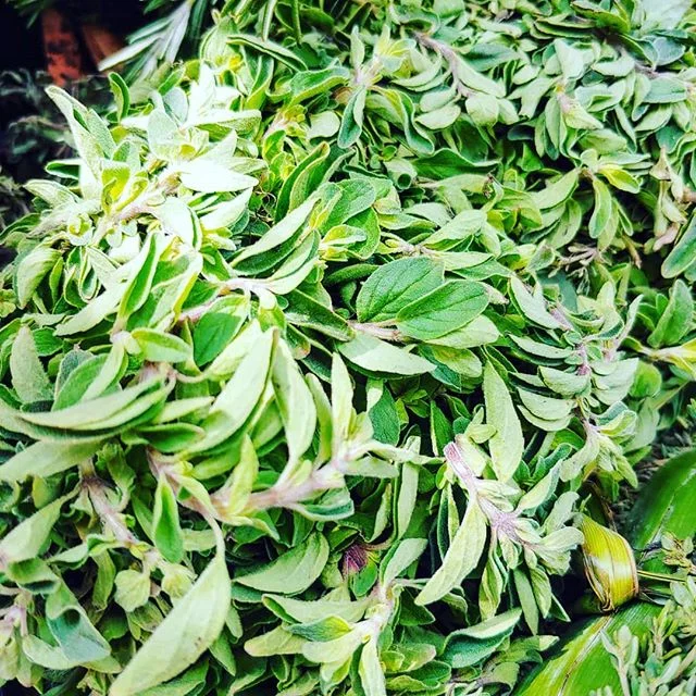 Mexican Oregano 🌿🌿🌿 
