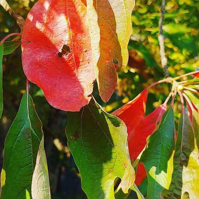 Not only does it have magically varied leaves which look like mittens, bark which tastes like a sweet and spicy heaven and leaves which can thicken up spicy stews like nothing else, it&rsquo;s also a wonderful medicinal tonic. 
Read more of this new 