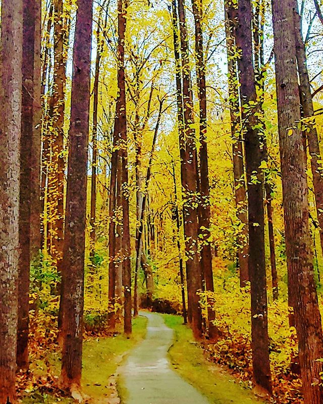 It's a phone meeting sort of day so I'm walking and taking phone calls in this gorgeous golden forest.