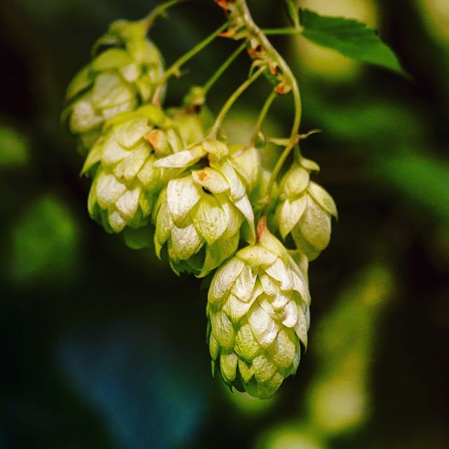 The addition of hops is what distinguished &ldquo;ale&rdquo; from &ldquo;beer.&rdquo; Adding hops again in the final stages of brewing adds more of the bitter flavor, as in the popular IPA style.&nbsp; Hops as a cultivated plant for brewing did not c