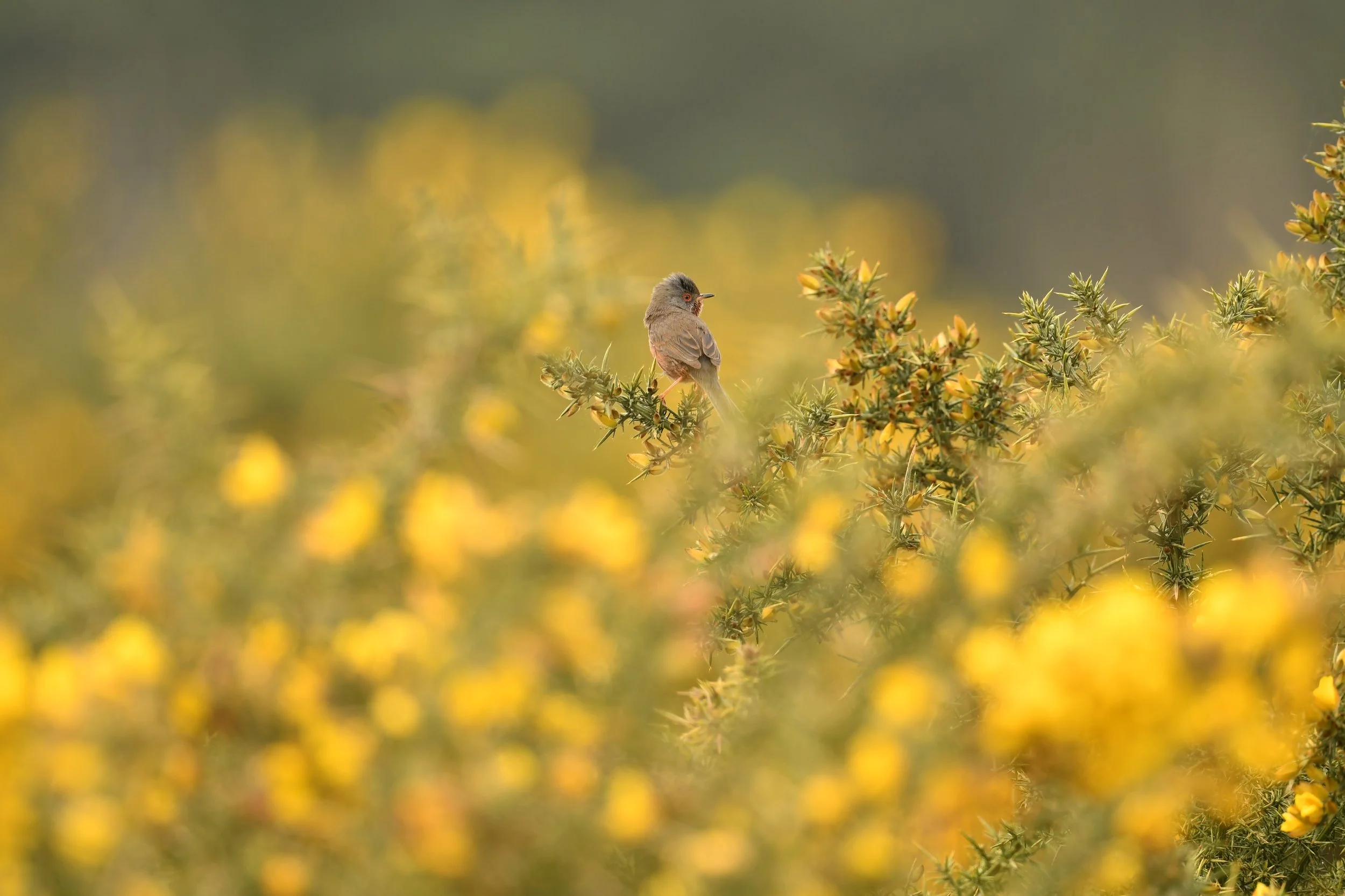Fauvette pitchou_TR.JPG